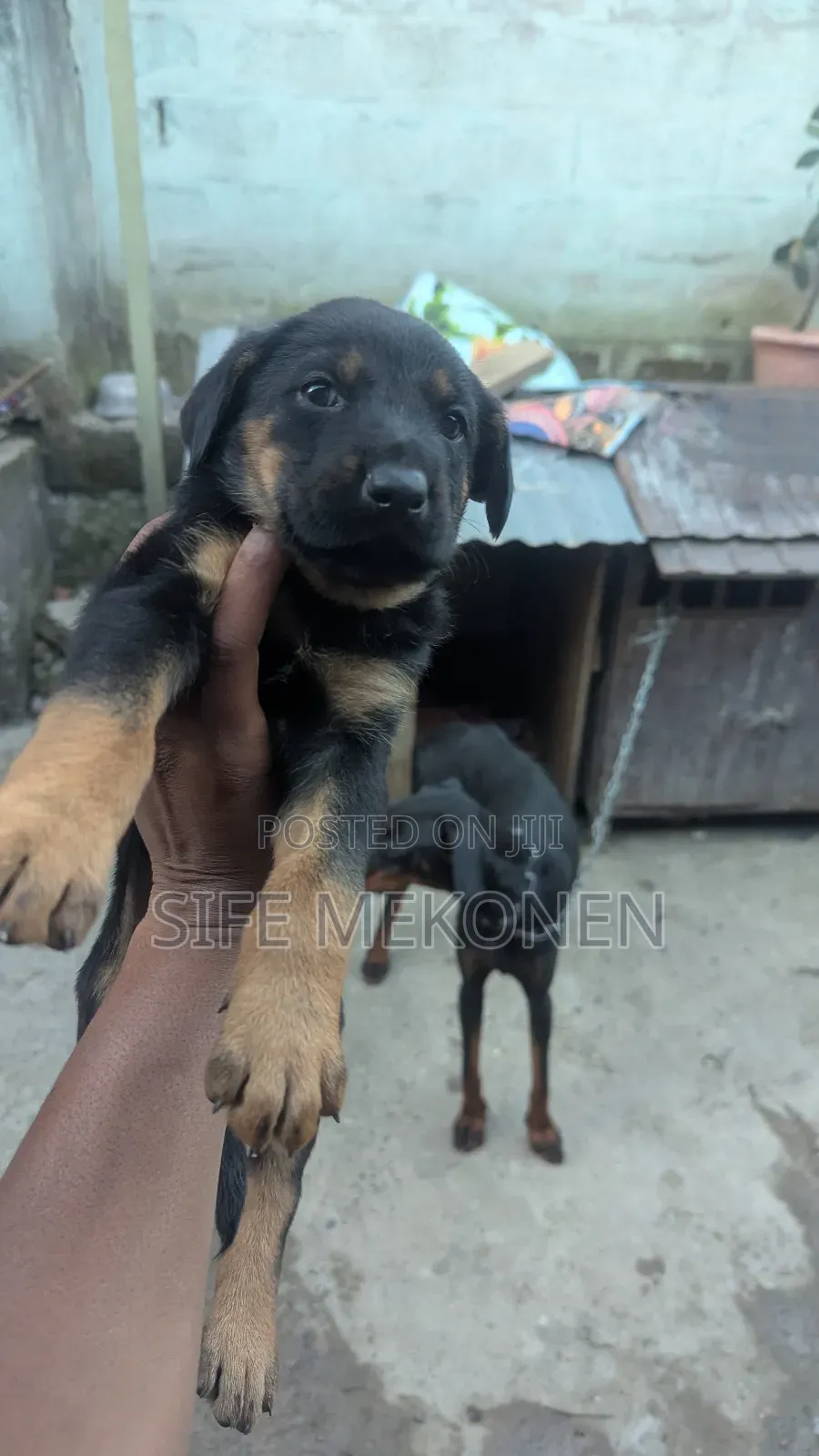 1-3 months Male Mixed Breed Doberman Pinscher