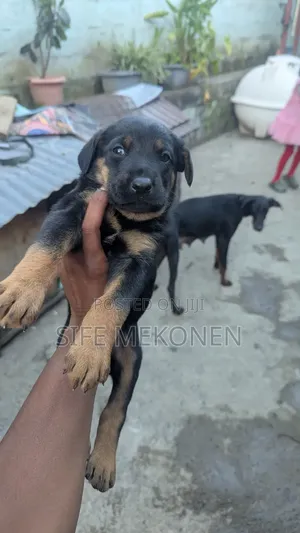 1-3 months Male Mixed Breed Doberman Pinscher