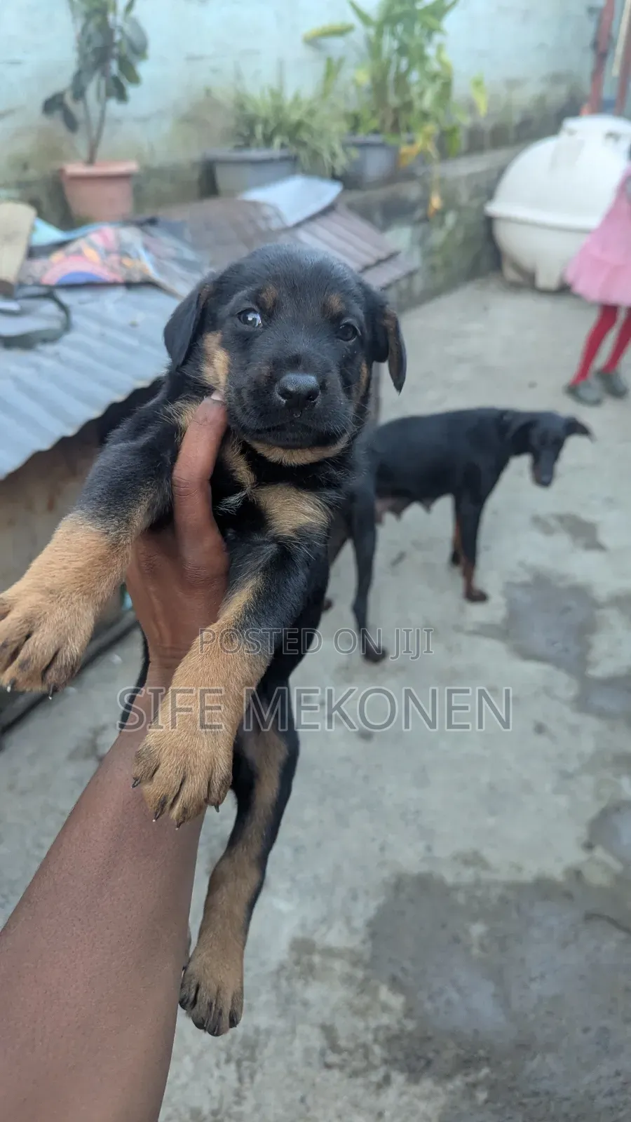 1-3 months Male Mixed Breed Doberman Pinscher