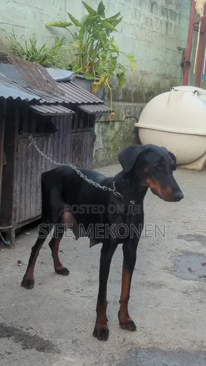 1-3 months Male Mixed Breed Doberman Pinscher