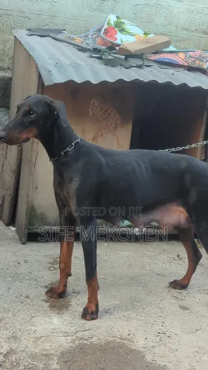 1-3 months Male Mixed Breed Doberman Pinscher