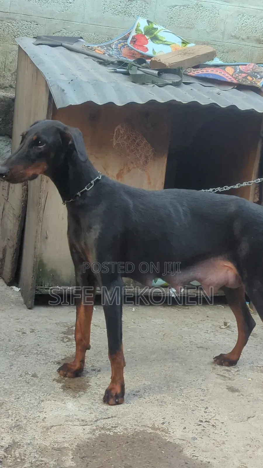1-3 months Male Mixed Breed Doberman Pinscher