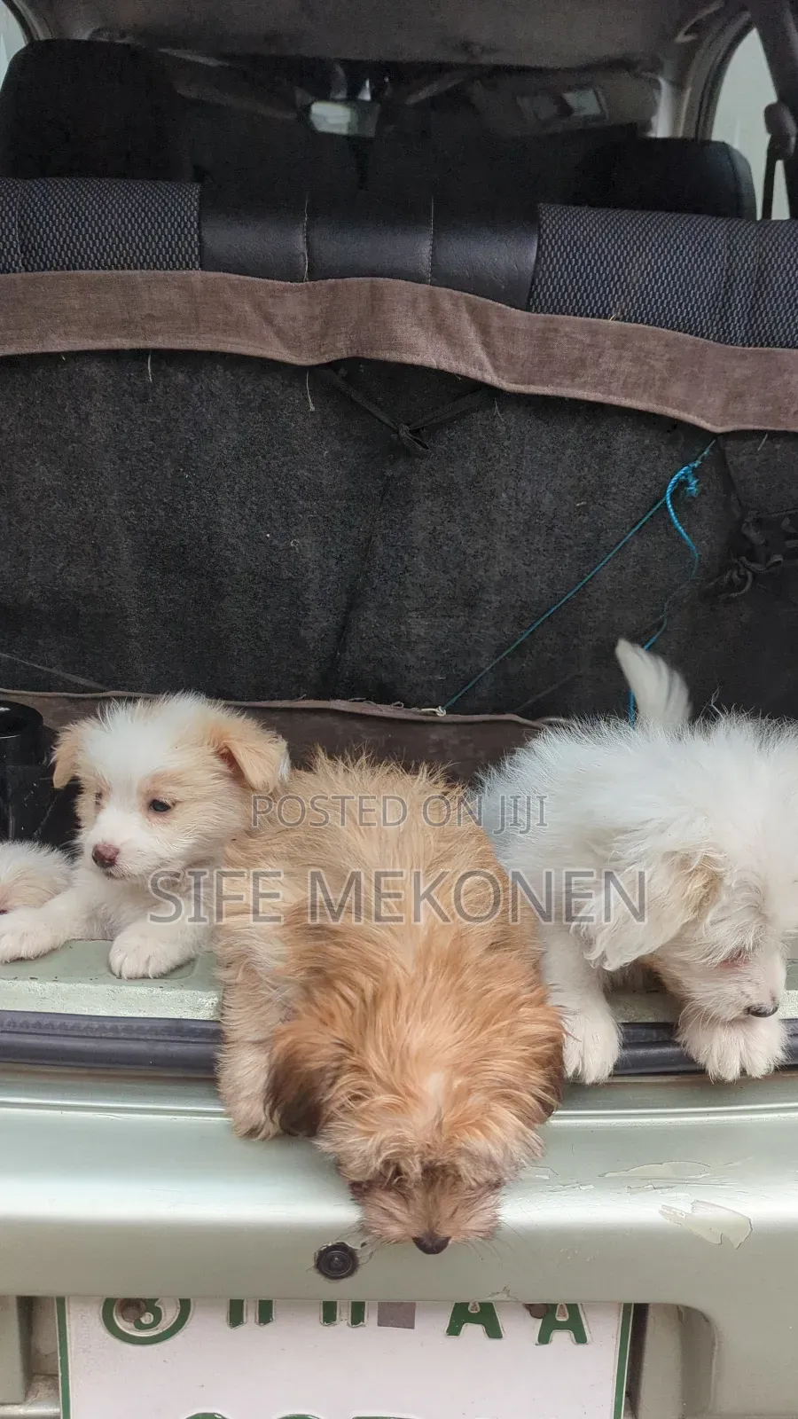 1-3 months Male Purebred Maltese