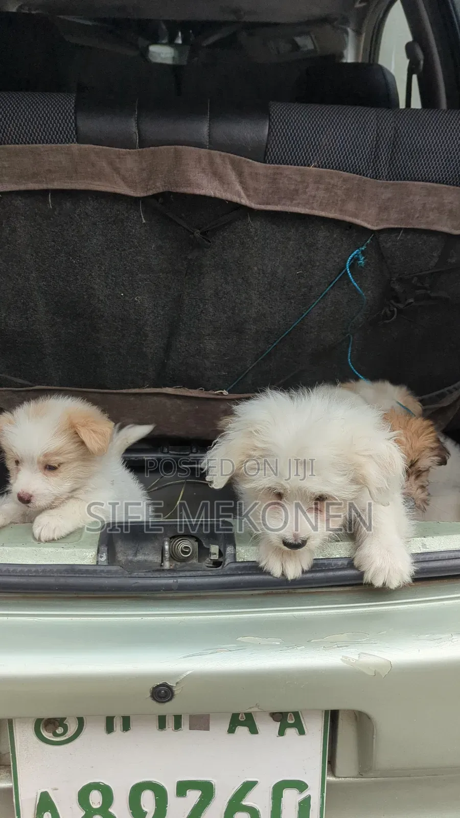 1-3 months Male Purebred Maltese