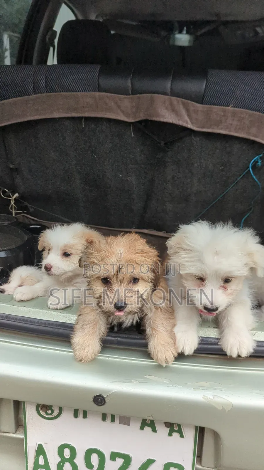 1-3 months Male Purebred Maltese