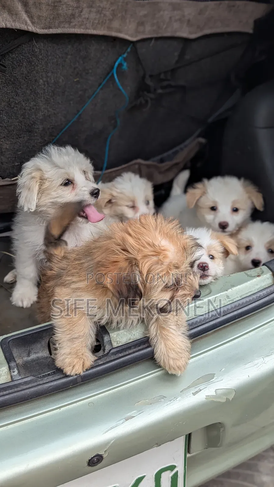 1-3 months Male Purebred Maltese