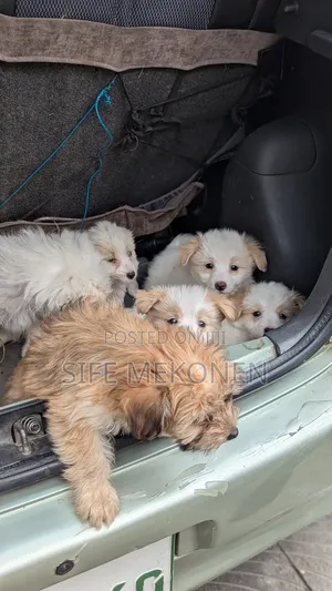 1-3 months Male Purebred Maltese