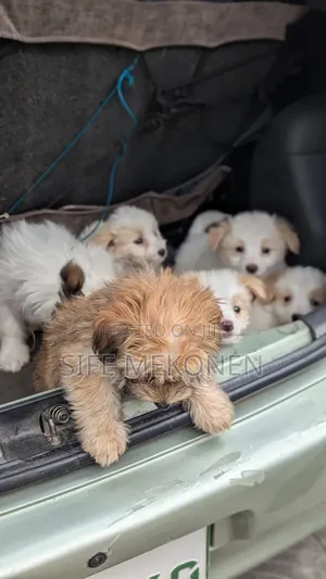 1-3 months Male Purebred Maltese