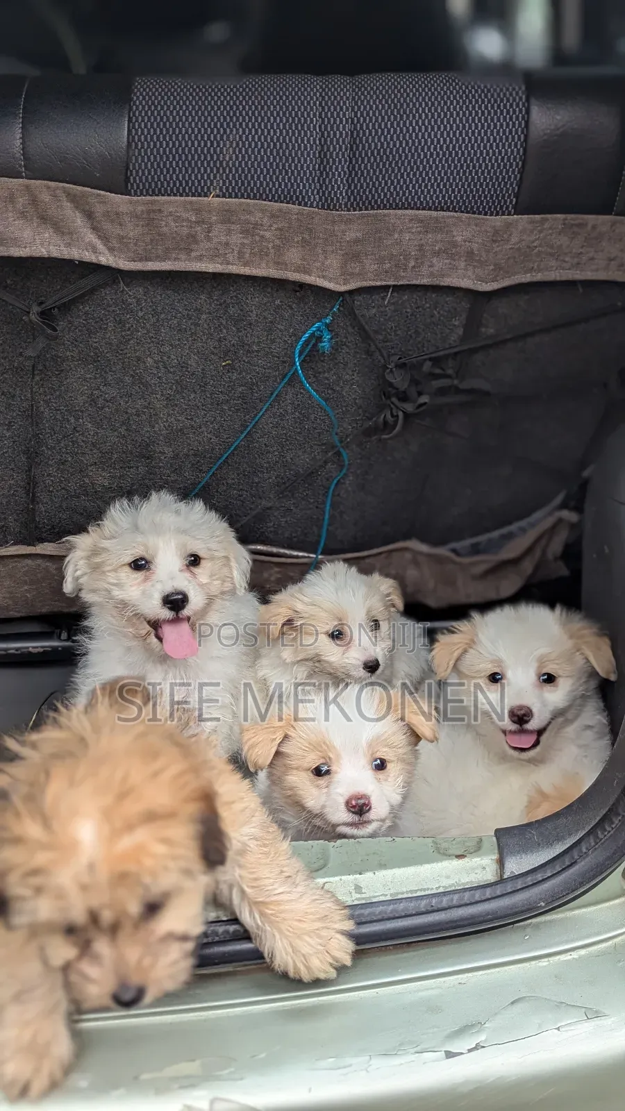 1-3 months Female Purebred Maltese
