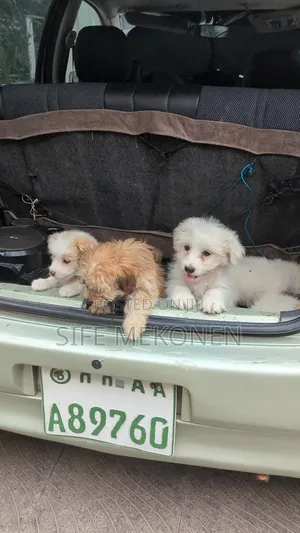 1-3 months Female Purebred Maltese