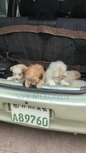 1-3 months Female Purebred Maltese