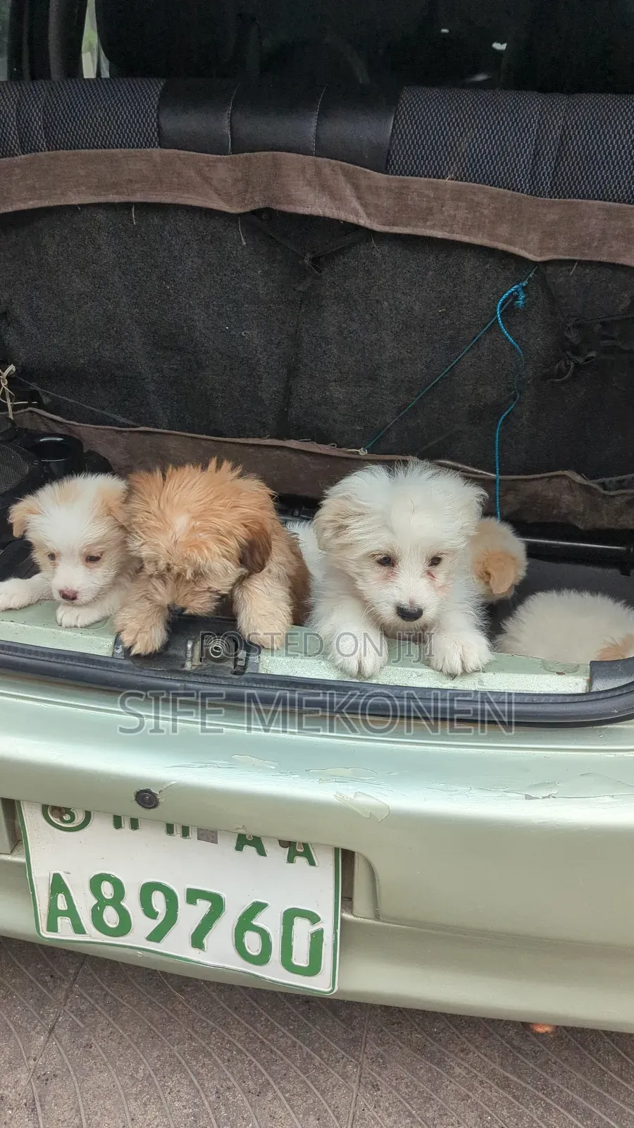 1-3 months Female Purebred Maltese