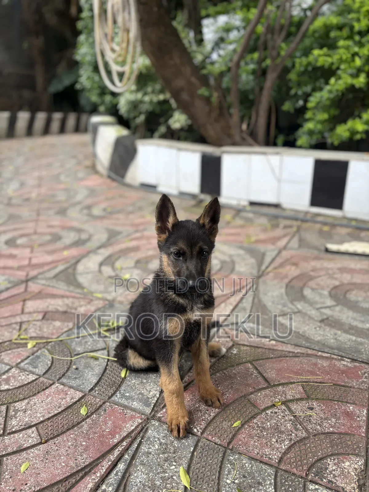 1-3 months Female Purebred German Shepherd