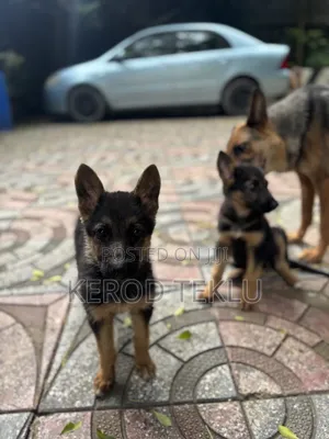 1-3 months Female Purebred German Shepherd
