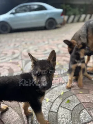 1-3 months Female Purebred German Shepherd