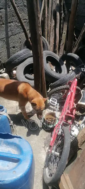 Dog Food የውሻ መኖ