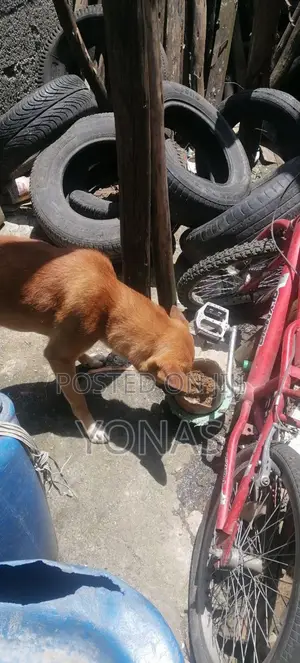 Dog Food የውሻ መኖ