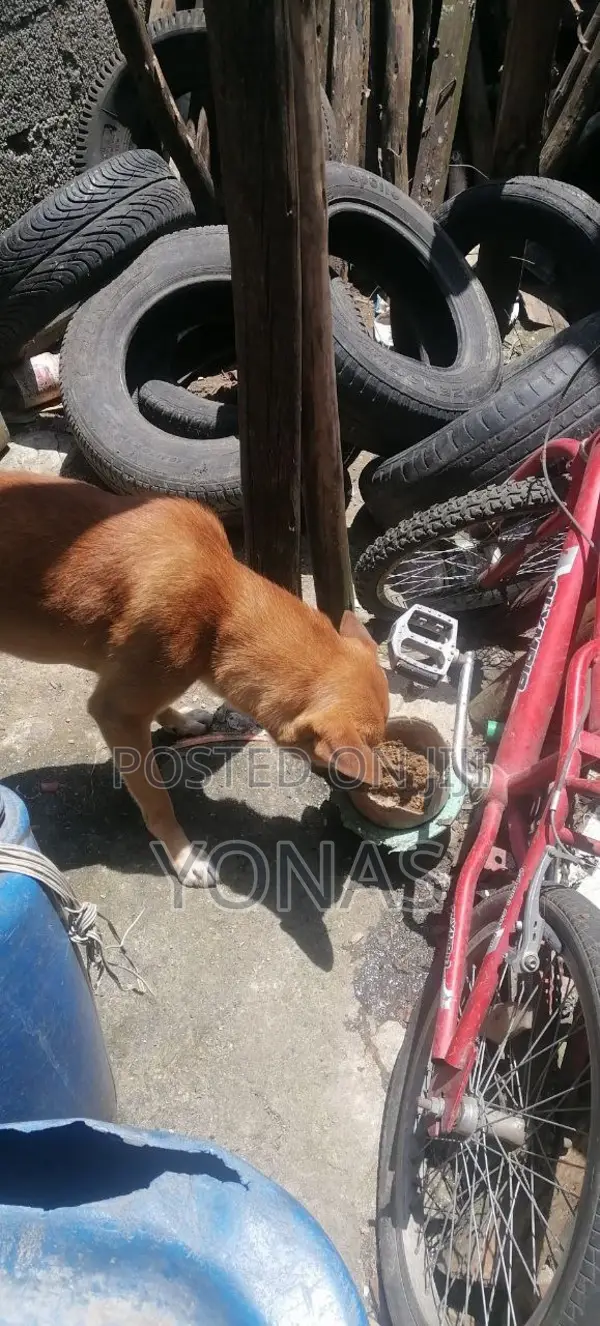 Dog Food የውሻ መኖ