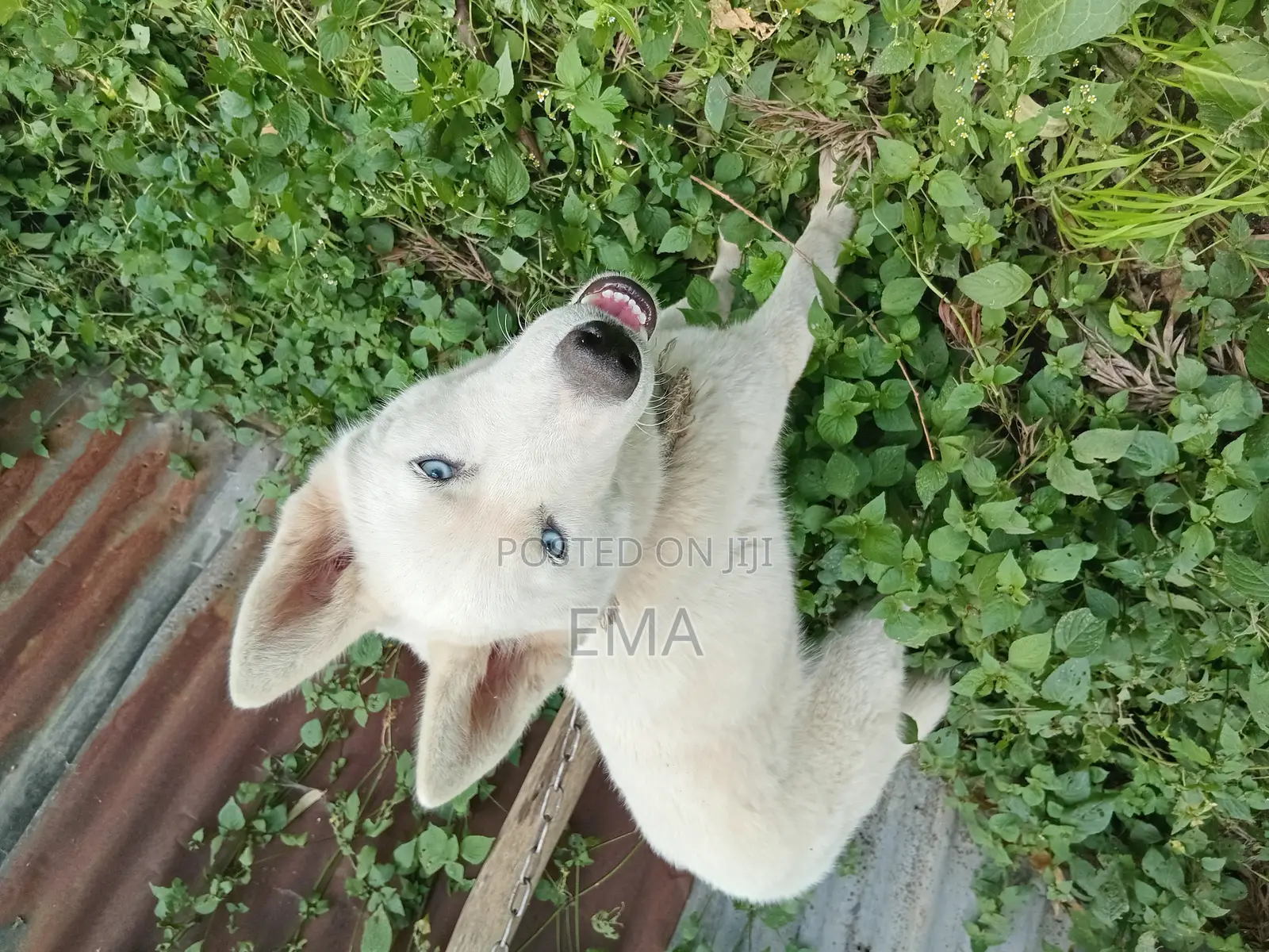 3-6 months Male Purebred Siberian Husky
