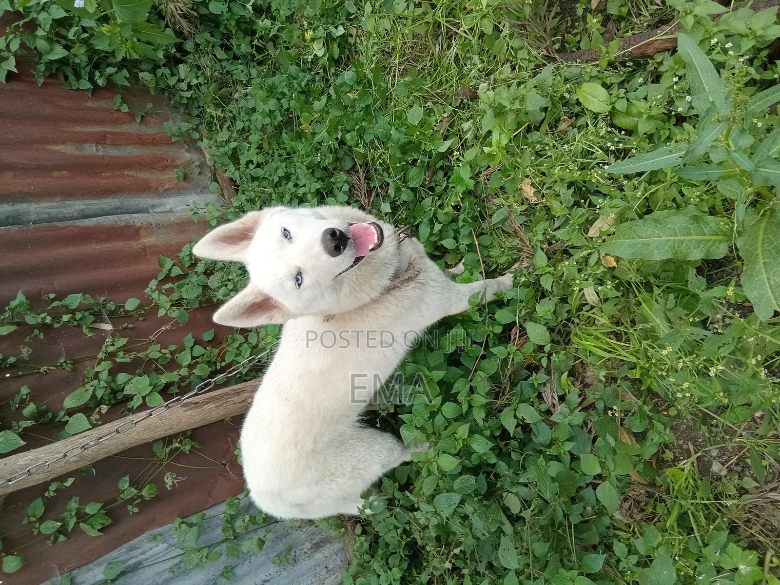 3-6 months Male Purebred Siberian Husky