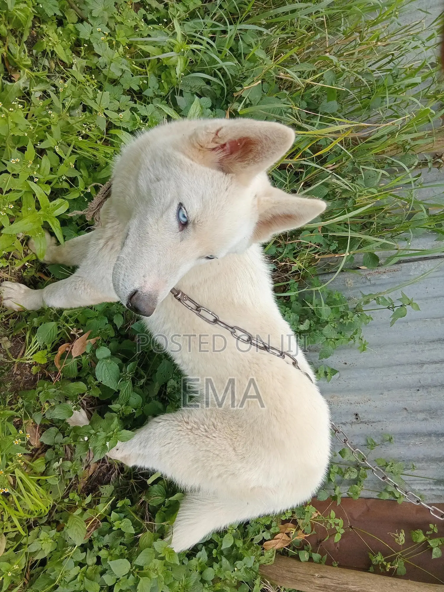 3-6 months Male Purebred Siberian Husky