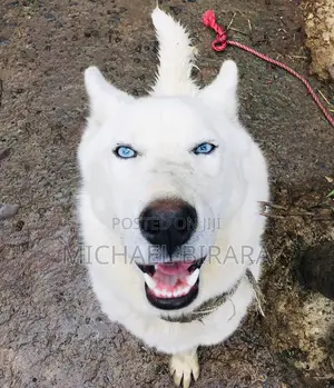 Photo - 3-6 months Male Purebred Siberian Husky