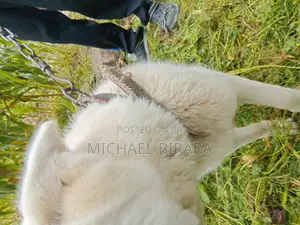 3-6 months Male Purebred Siberian Husky