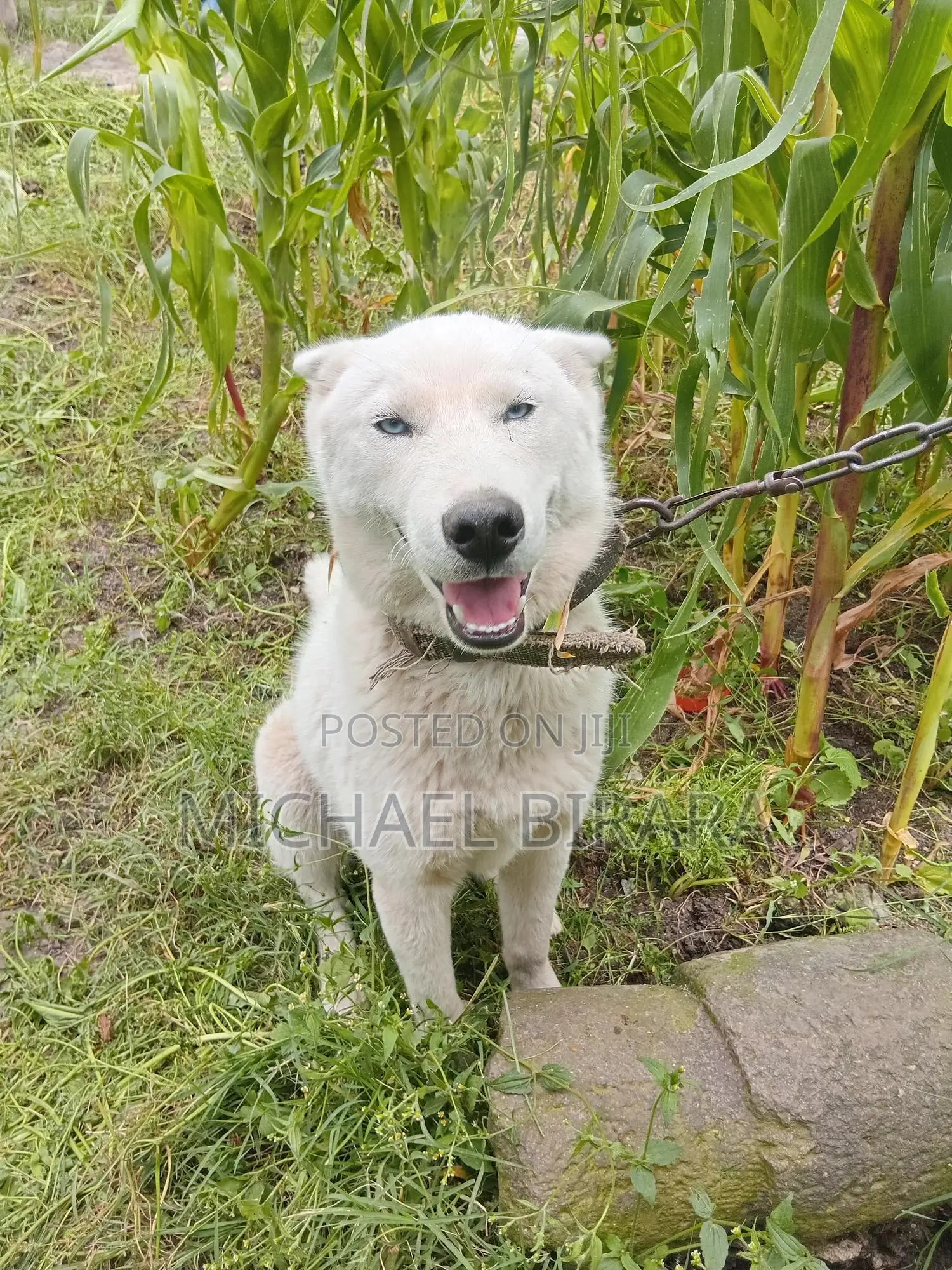 3-6 months Male Purebred Siberian Husky