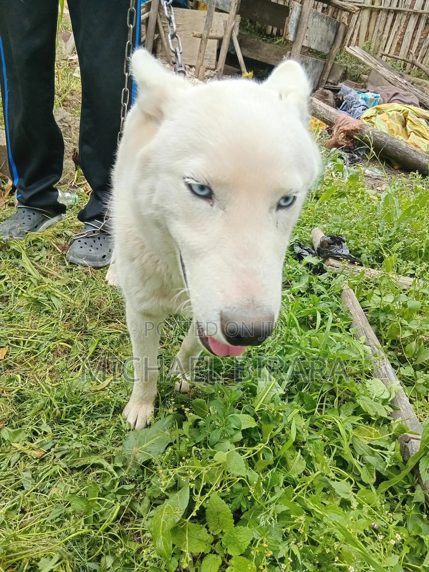 3-6 months Male Purebred Siberian Husky