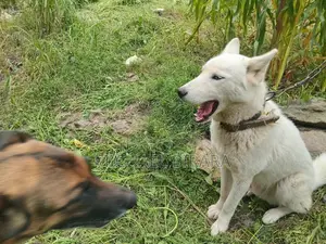 3-6 months Male Purebred Siberian Husky