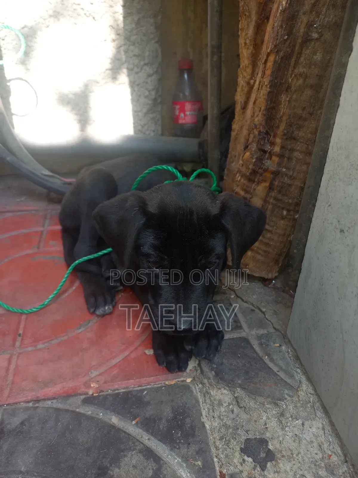 1-3 months Male Mixed Breed Great Dane