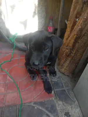 1-3 months Male Mixed Breed Great Dane