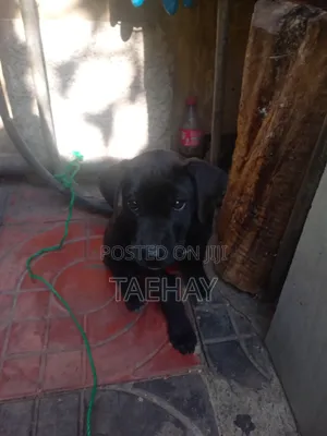 1-3 months Male Mixed Breed Great Dane