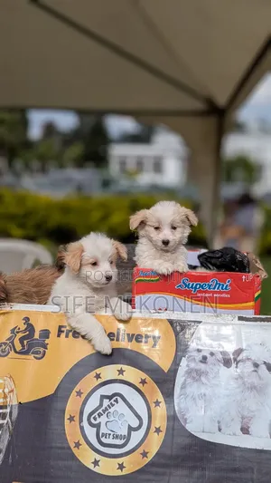 Photo - 1-3 months Male Purebred Maltese