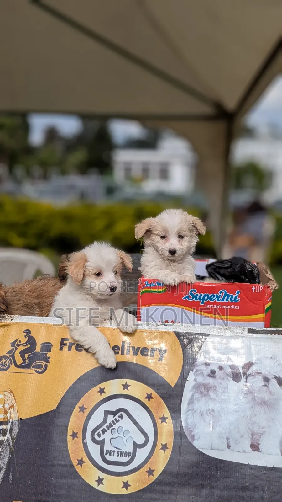 1-3 months Male Purebred Maltese