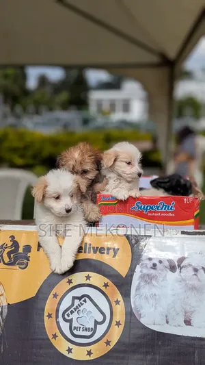1-3 months Male Purebred Maltese
