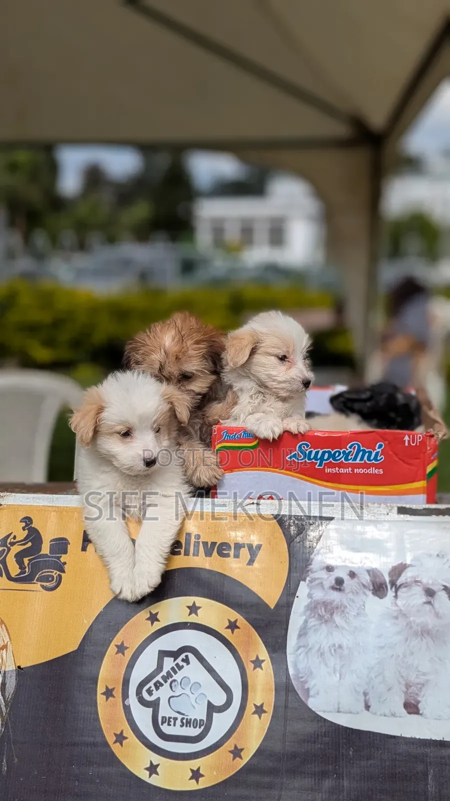 1-3 months Male Purebred Maltese