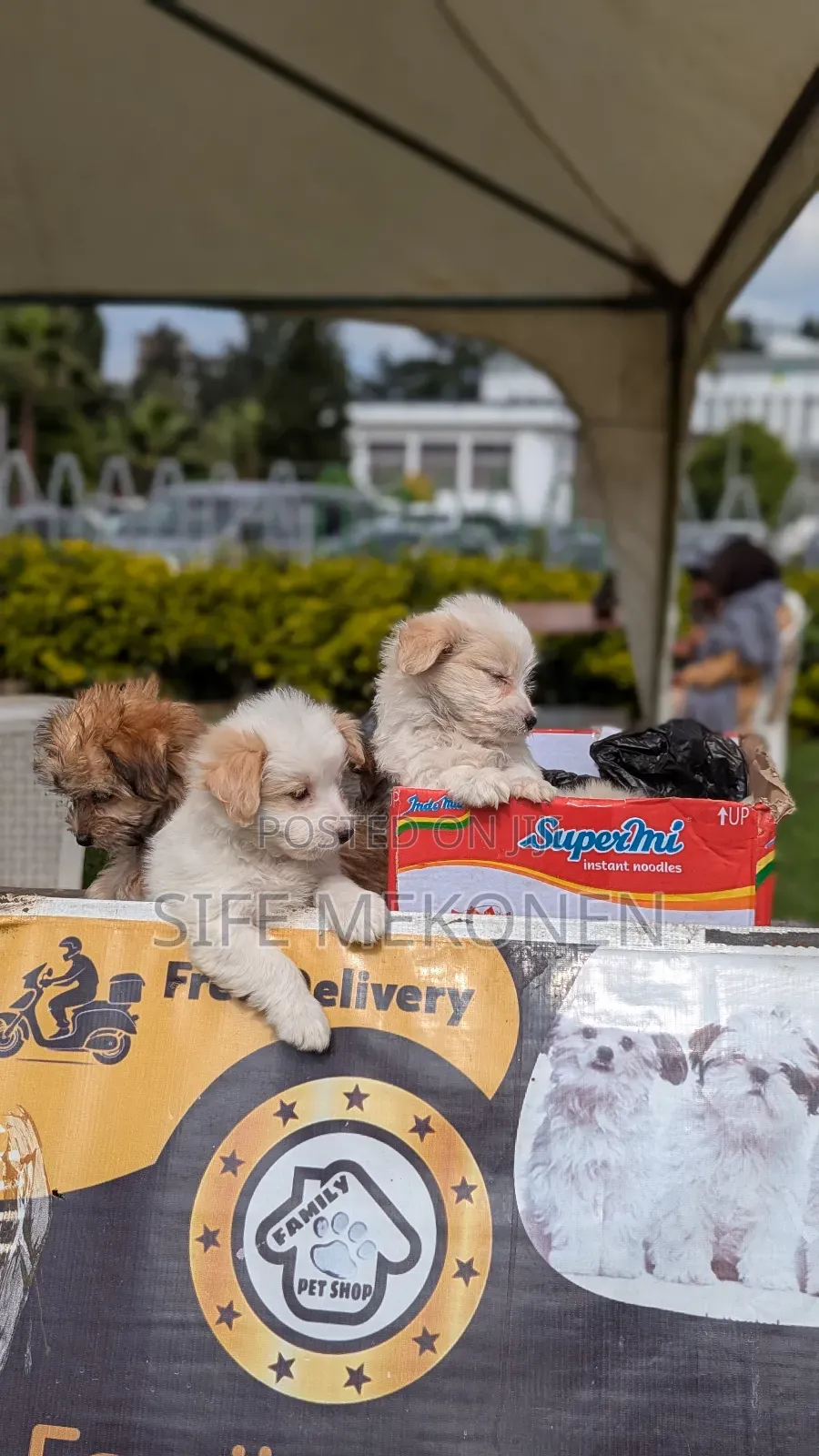 1-3 months Male Purebred Maltese