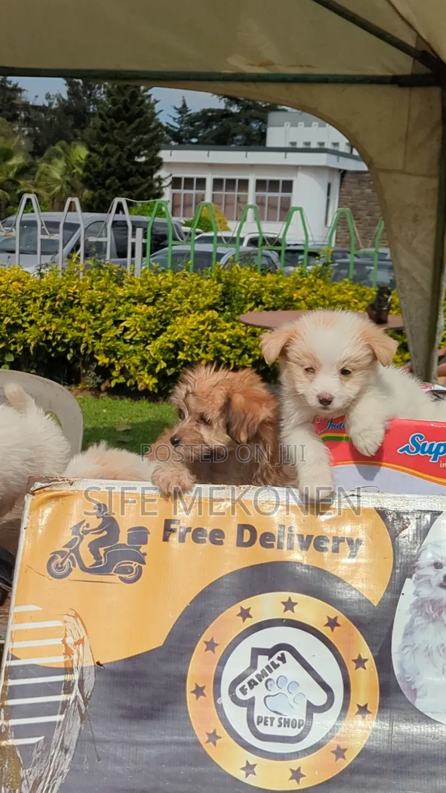 1-3 months Male Purebred Maltese