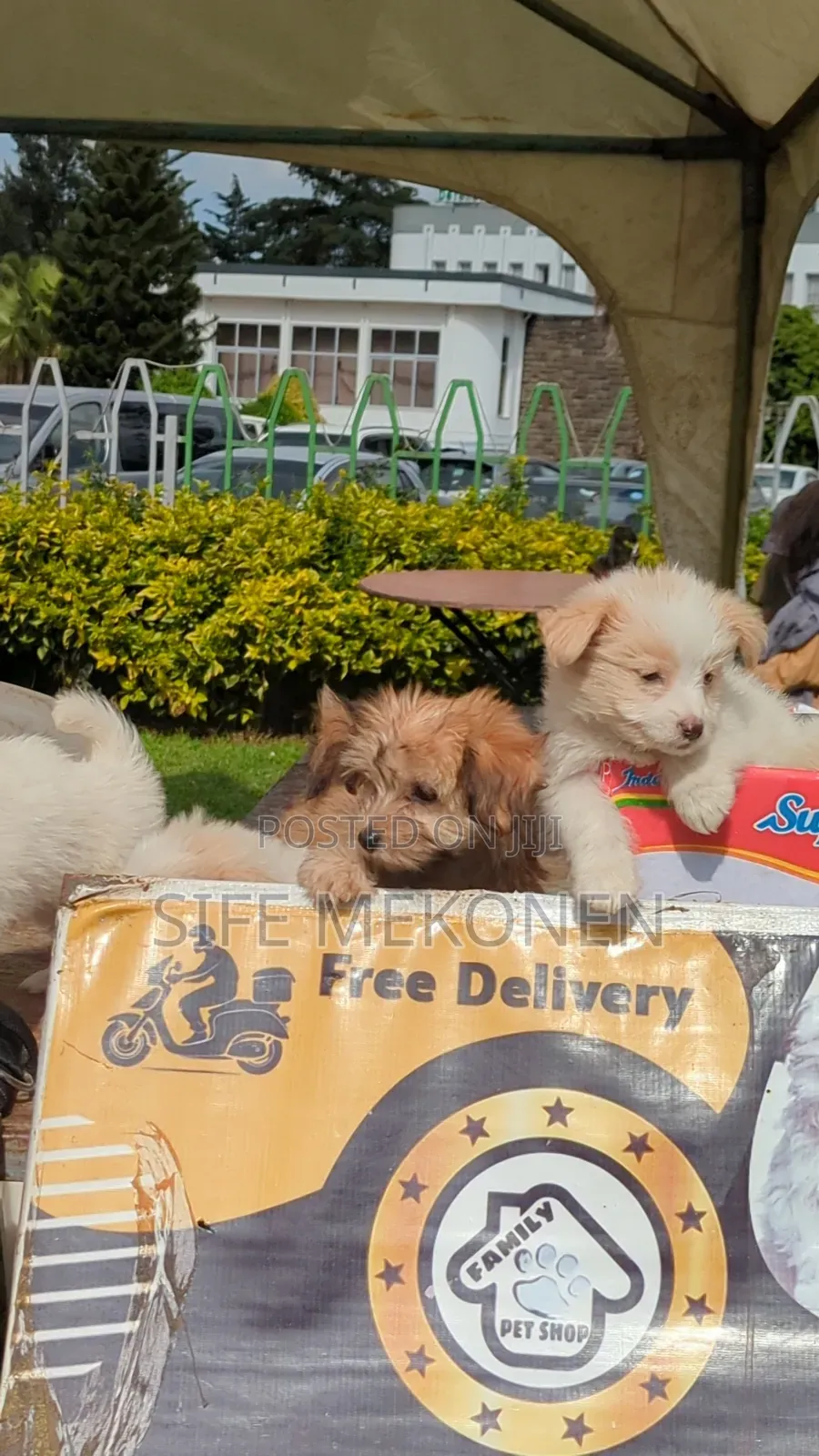 1-3 months Male Purebred Maltese