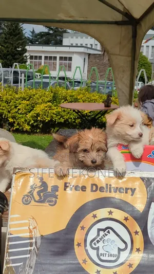 1-3 months Male Purebred Maltese