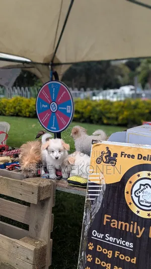 1-3 months Male Purebred Maltese