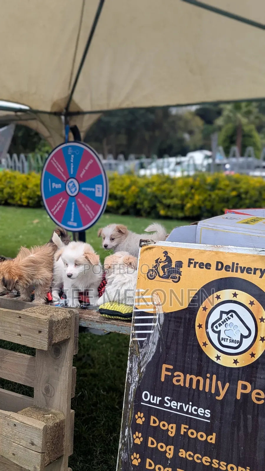 1-3 months Male Purebred Maltese