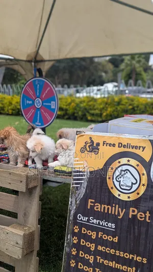 1-3 months Male Purebred Maltese