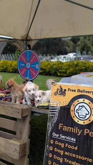 Photo - 1-3 months Male Purebred Maltese