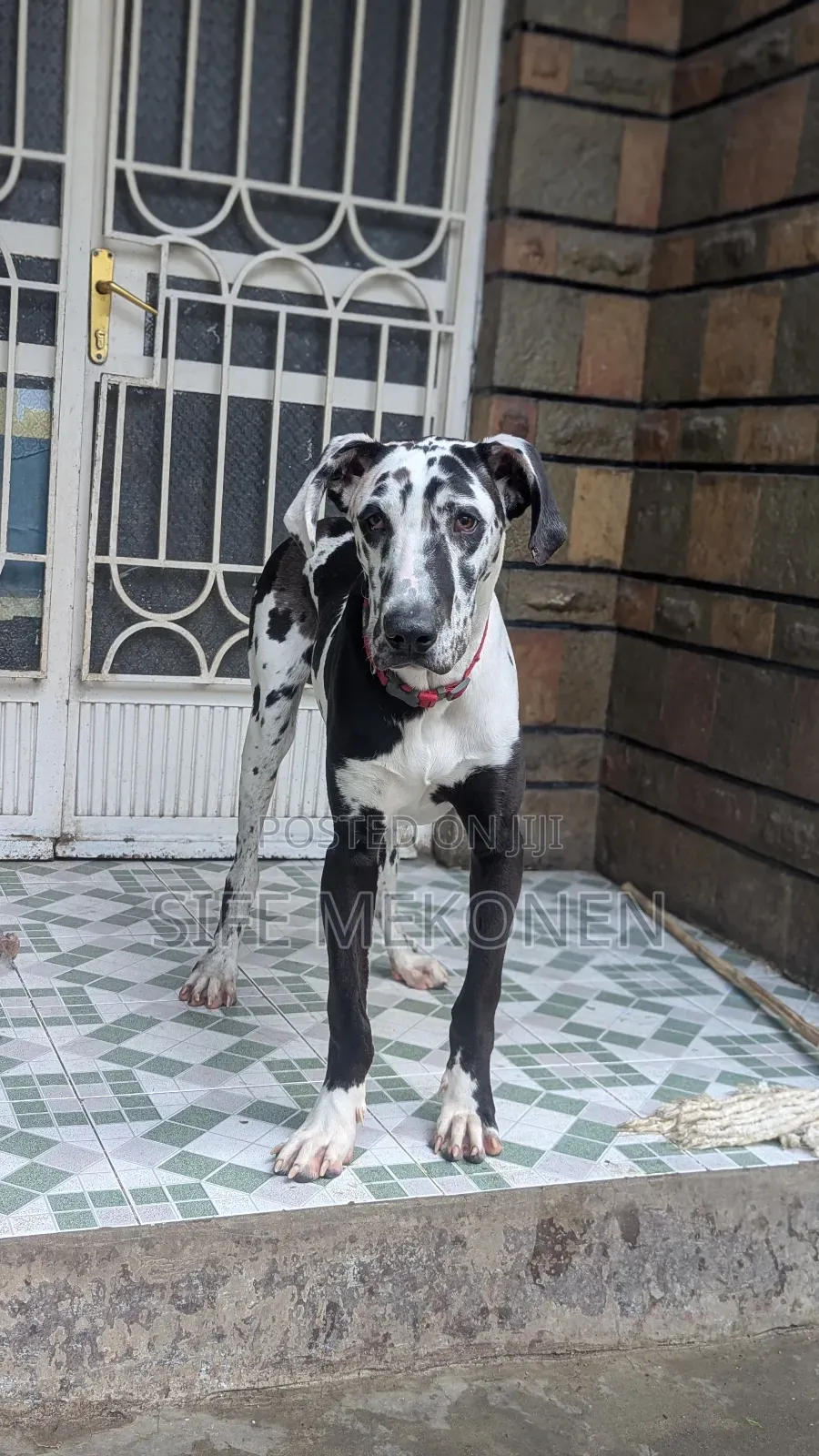 6-12 months Male Purebred Great Dane