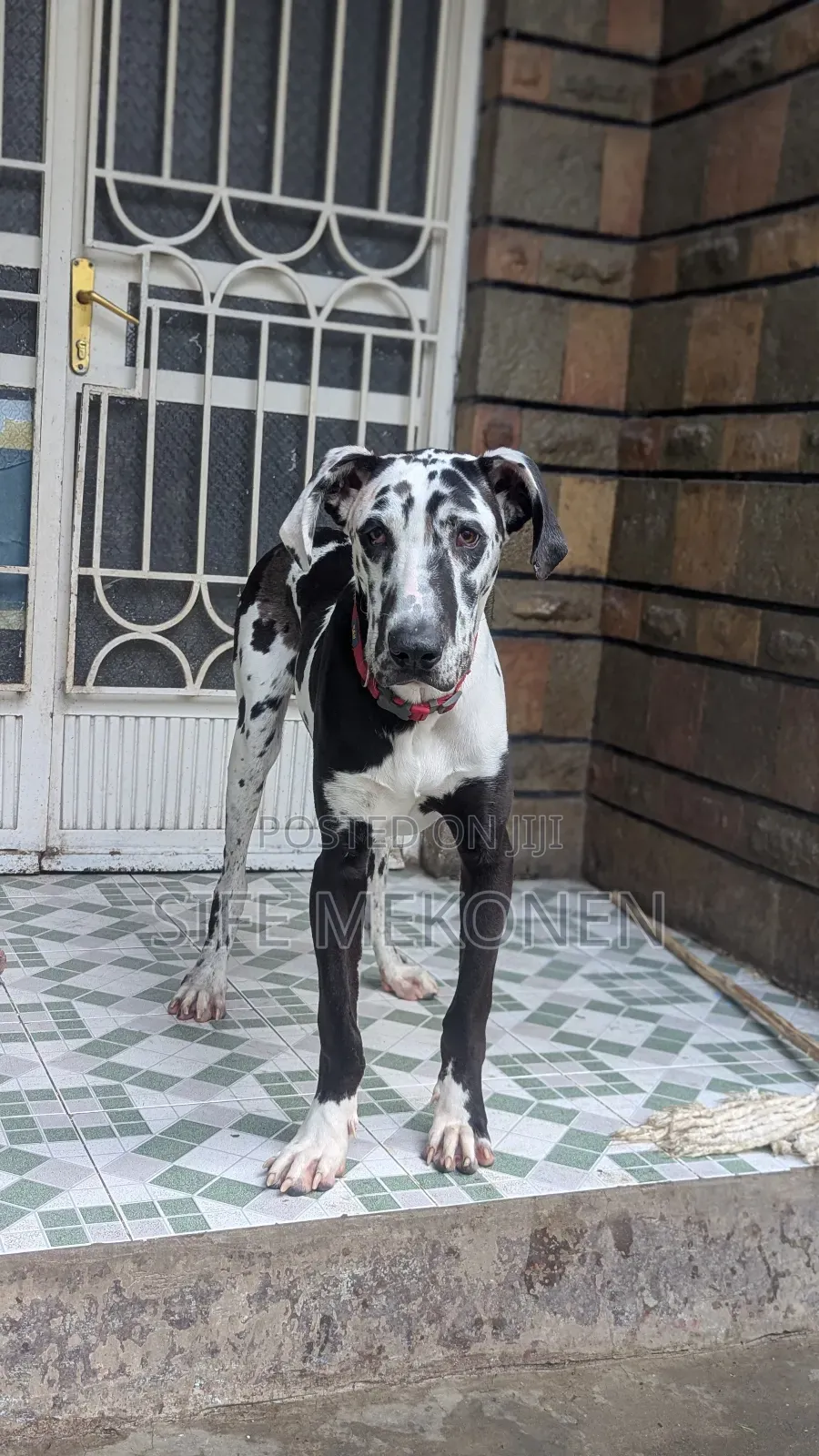 6-12 months Male Purebred Great Dane