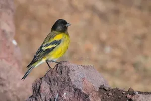 Photo - Ethiopian Siskan