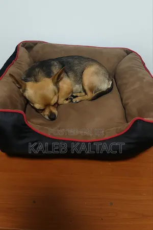 Photo - Dog/Cat Matters /ፍራሽ