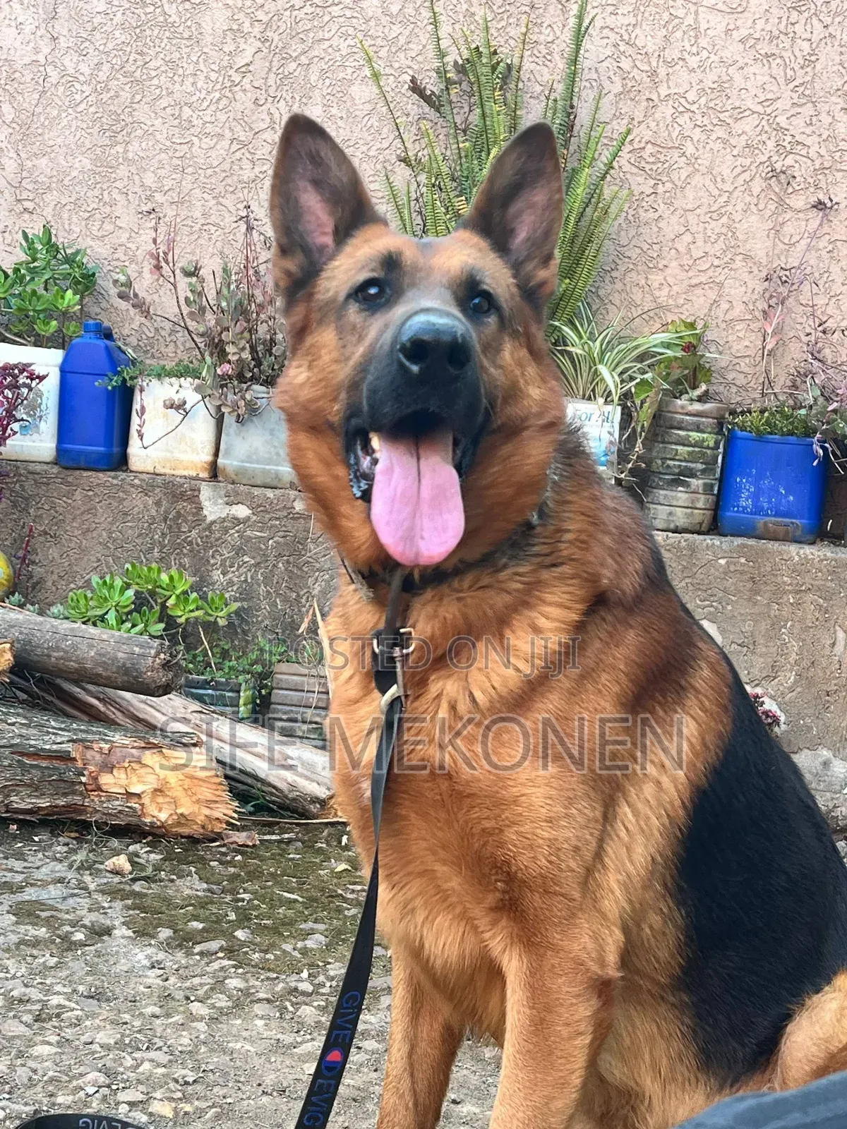 1-3 months Male Purebred German Shepherd